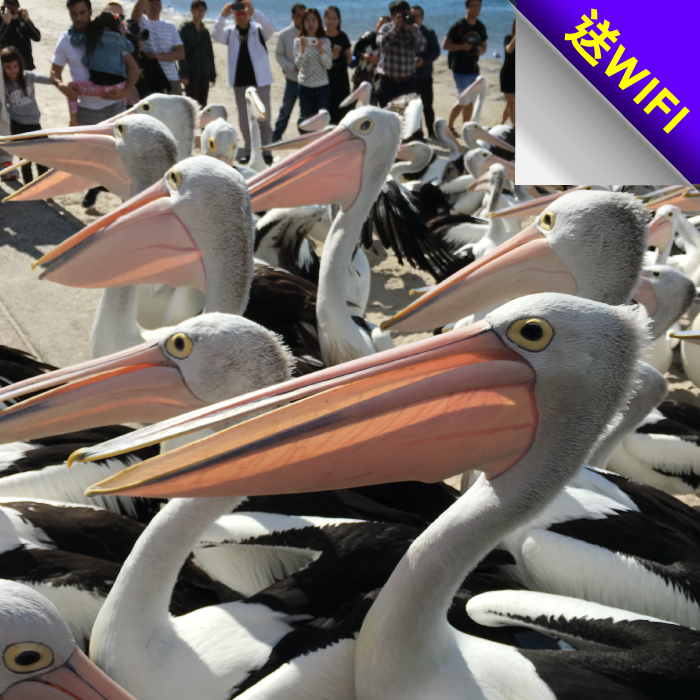 輕悠黃金雪雙城7日